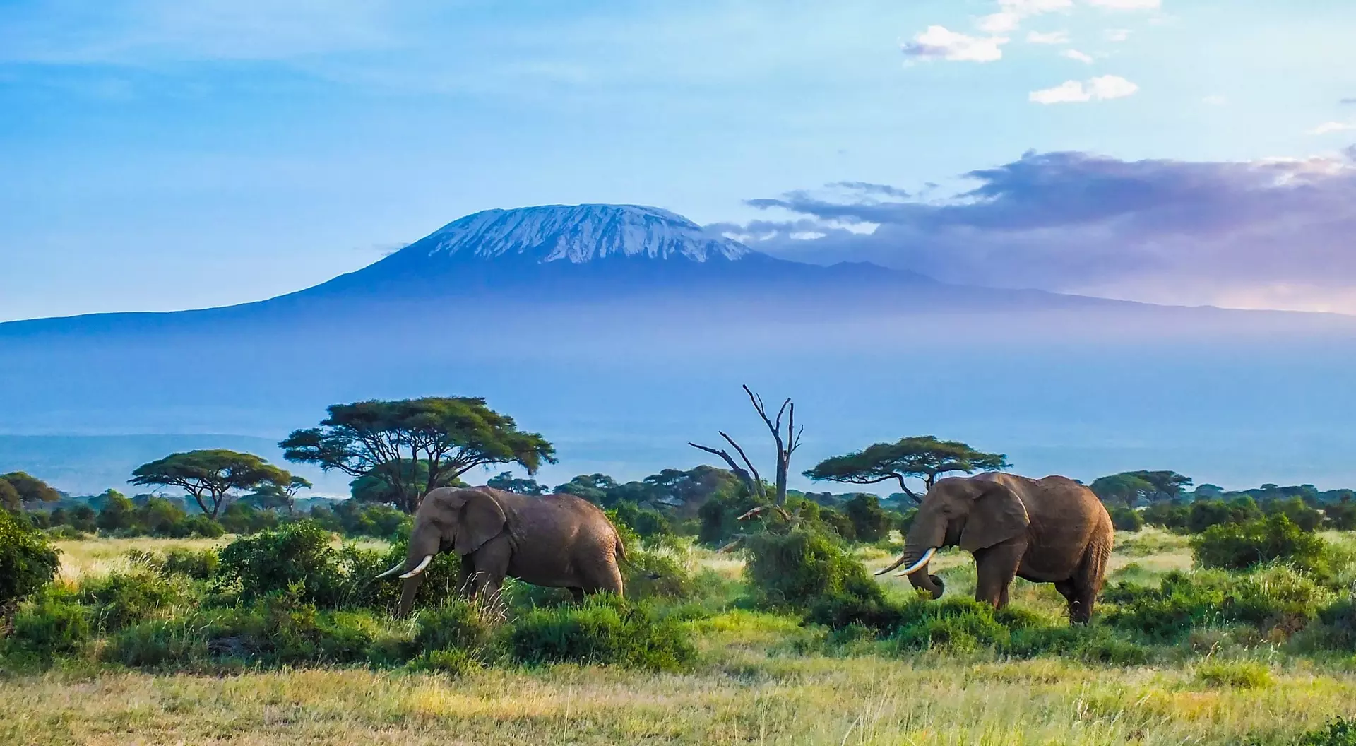 Two elephants graze in a lush green landscape with Mount Kilimanjaro in the background under a blue sky.