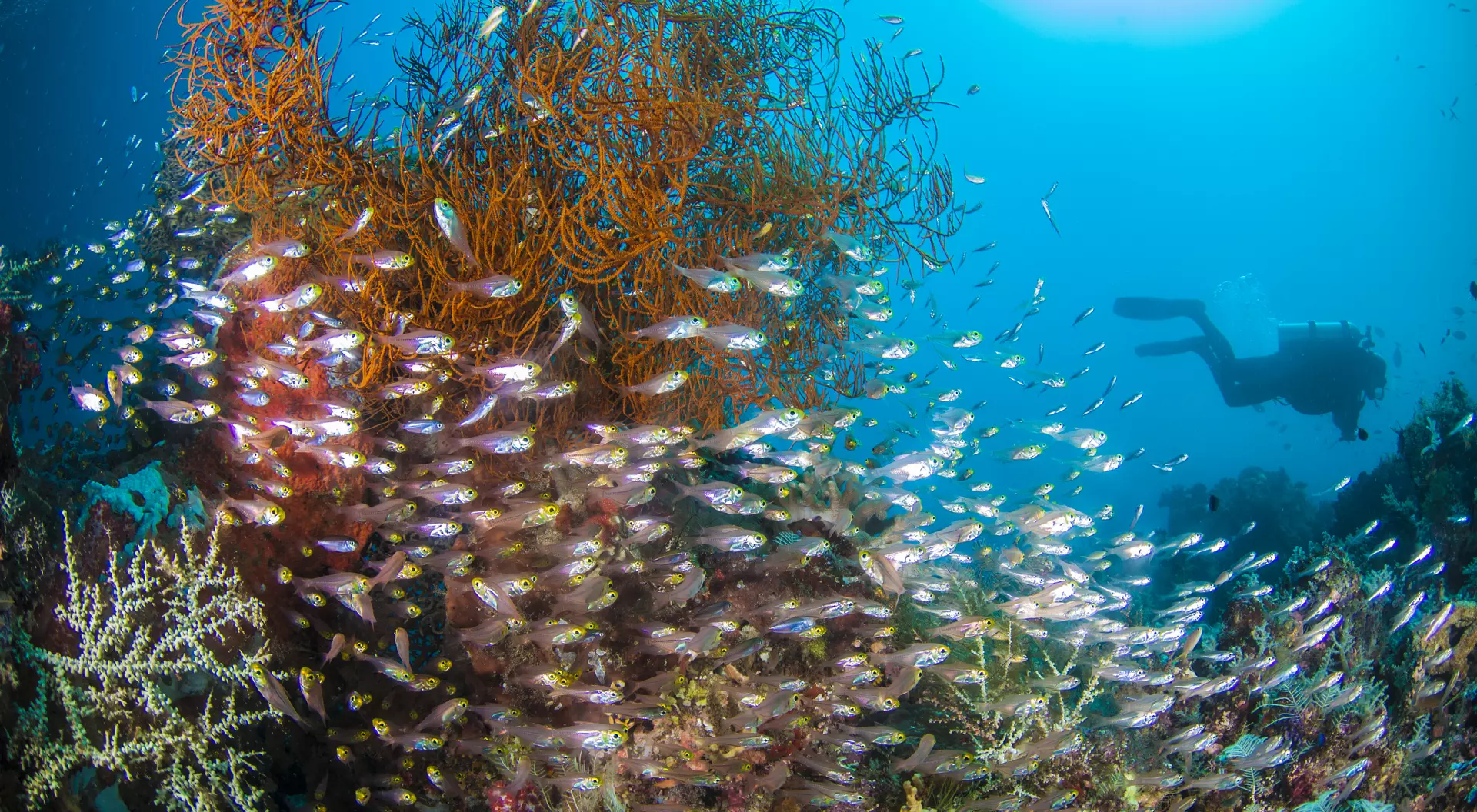 Diverse fish swim near colorful coral and sea fans, with a diver exploring the vibrant underwater scene.
