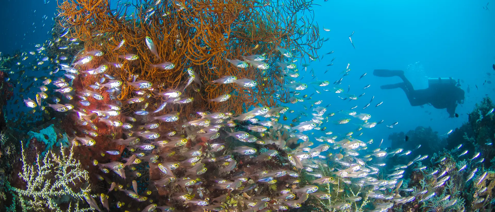 Diverse fish swim near colorful coral and sea fans, with a diver exploring the vibrant underwater scene.