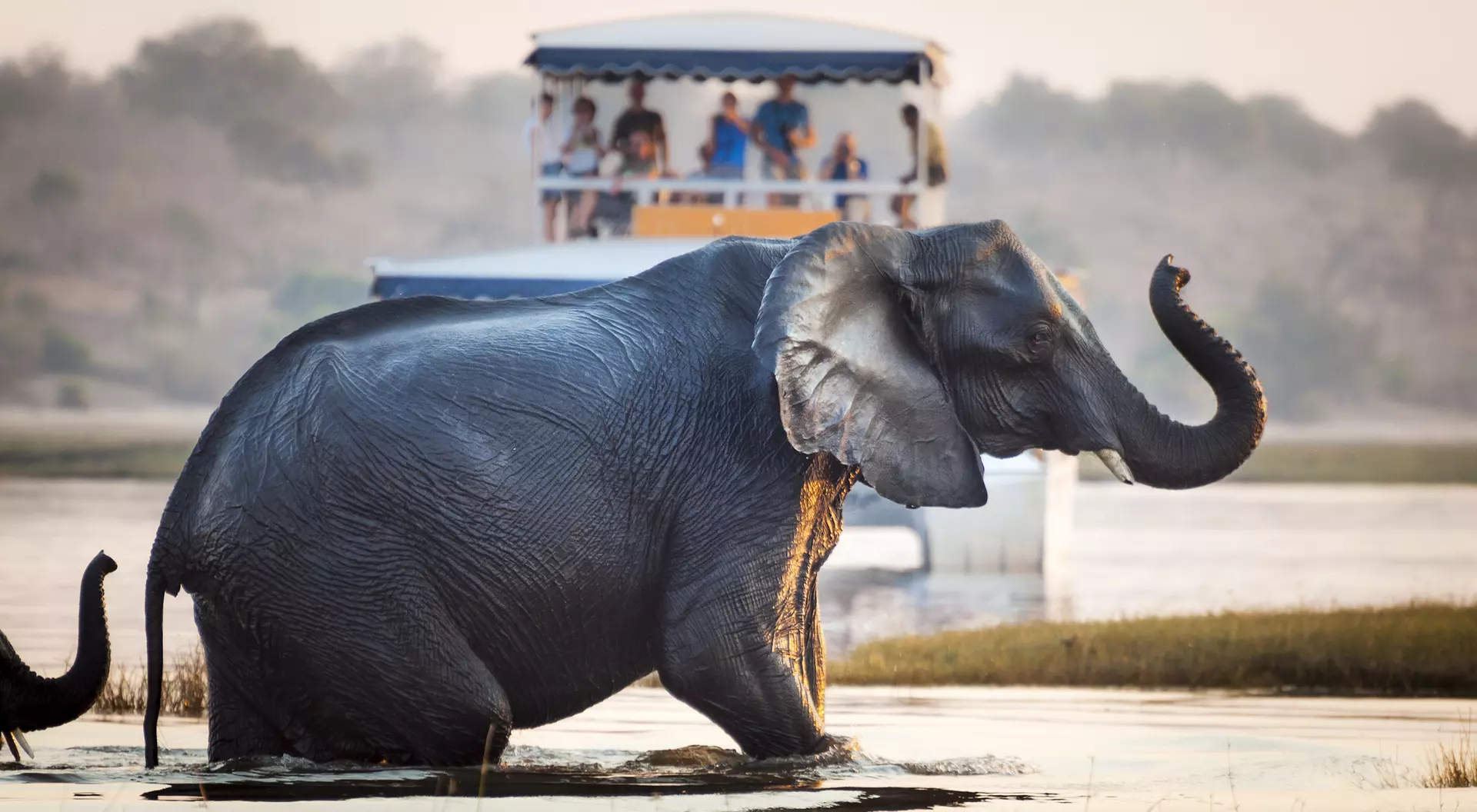 An elephant wades through water, with a boat of tourists visible in the background during sunset.