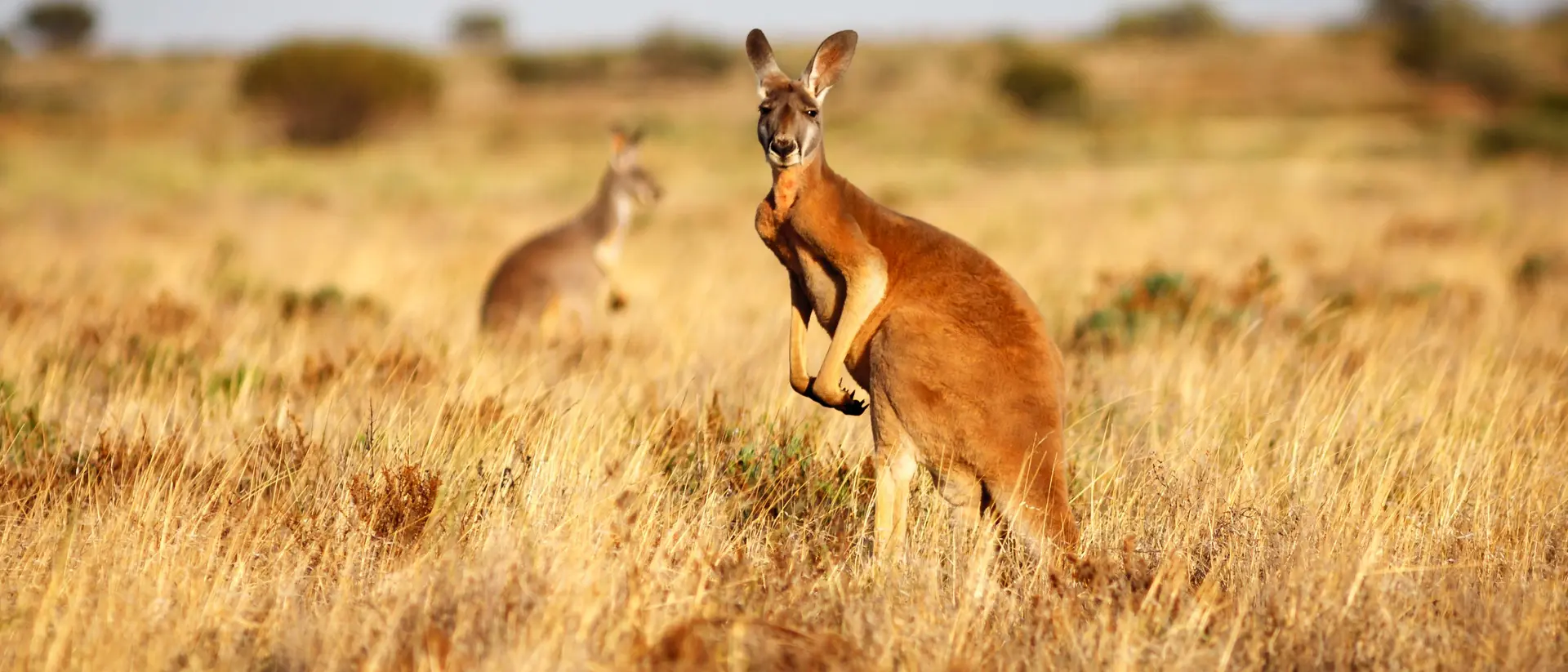 A kangaroo stands in a sunlit grassy field, with another kangaroo partially visible in the background.