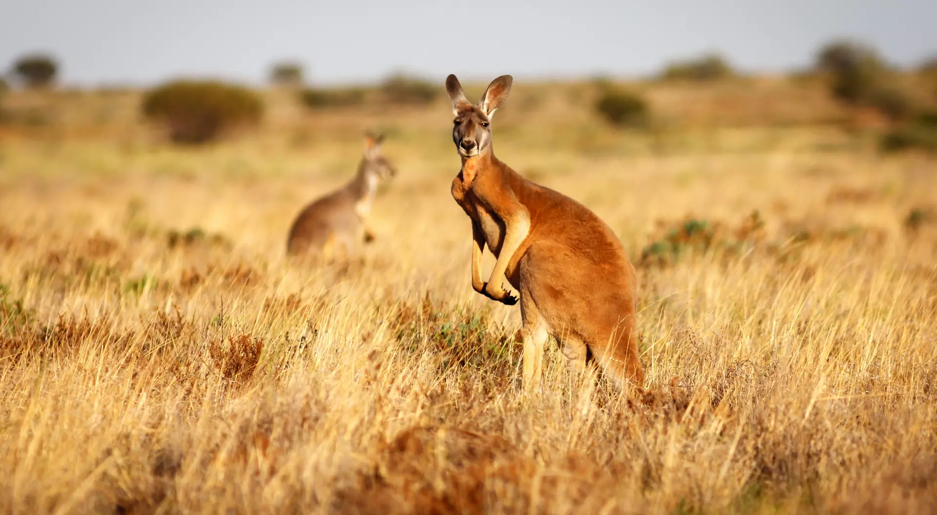 A kangaroo stands in a sunlit grassy field, with another kangaroo partially visible in the background.