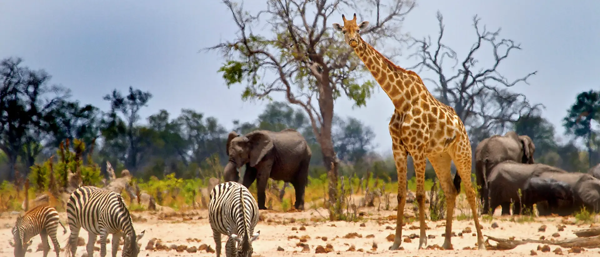 A giraffe stands among zebras and elephants in a savanna landscape with sparse trees and a cloudy sky.