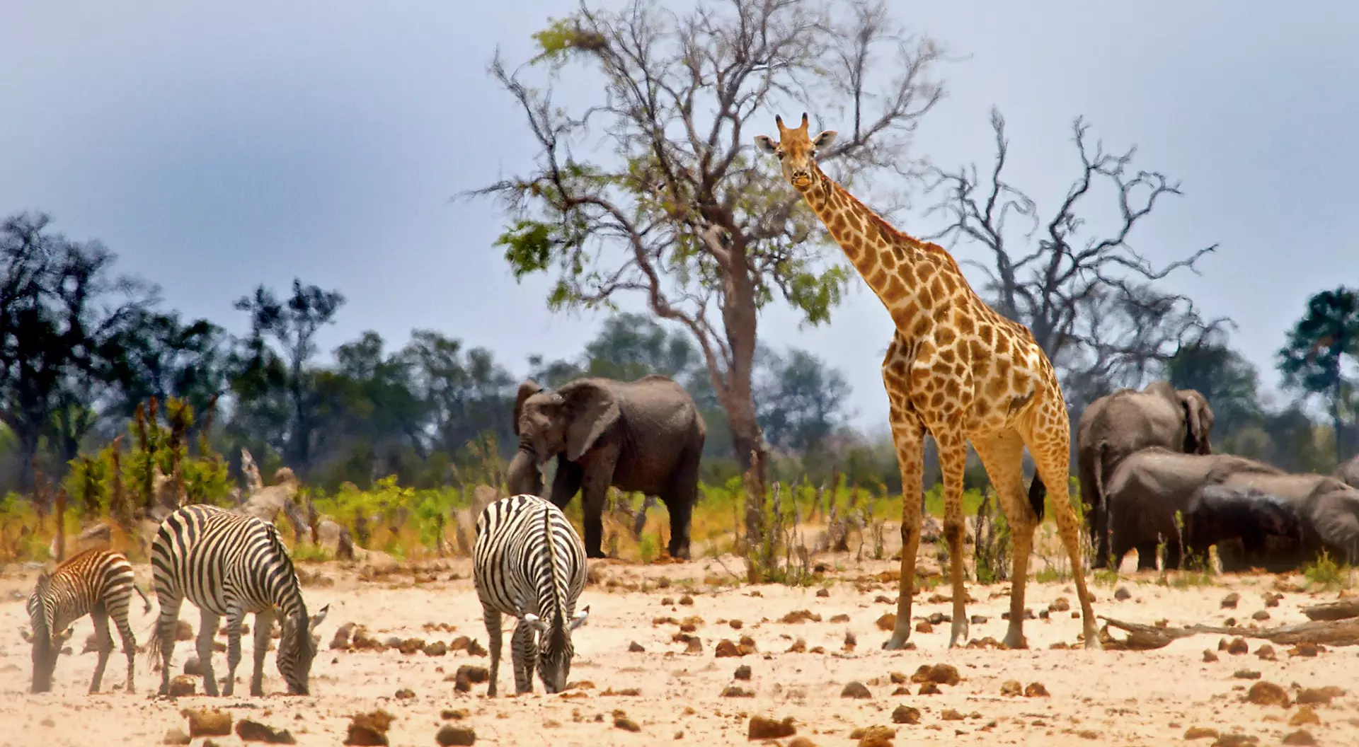 A giraffe stands among zebras and elephants in a savanna landscape with sparse trees and a cloudy sky.