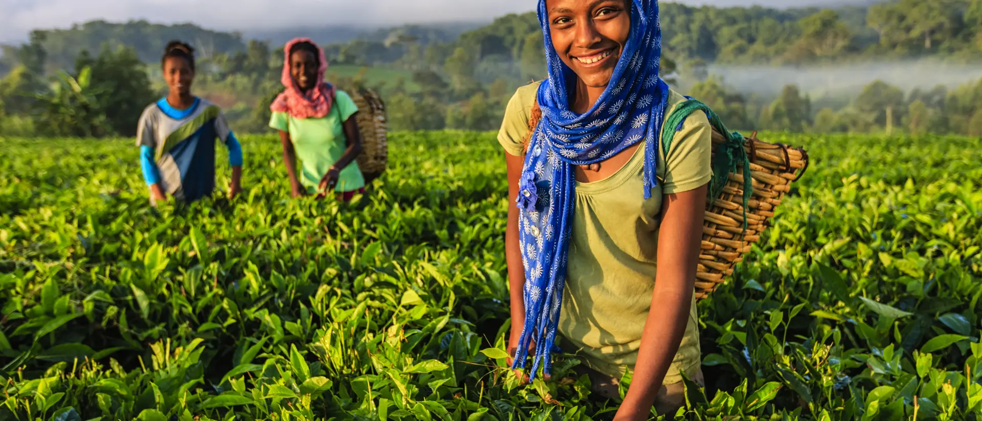 Three women in a lush tea field, smiling and working, with green plants and a misty landscape in the background.