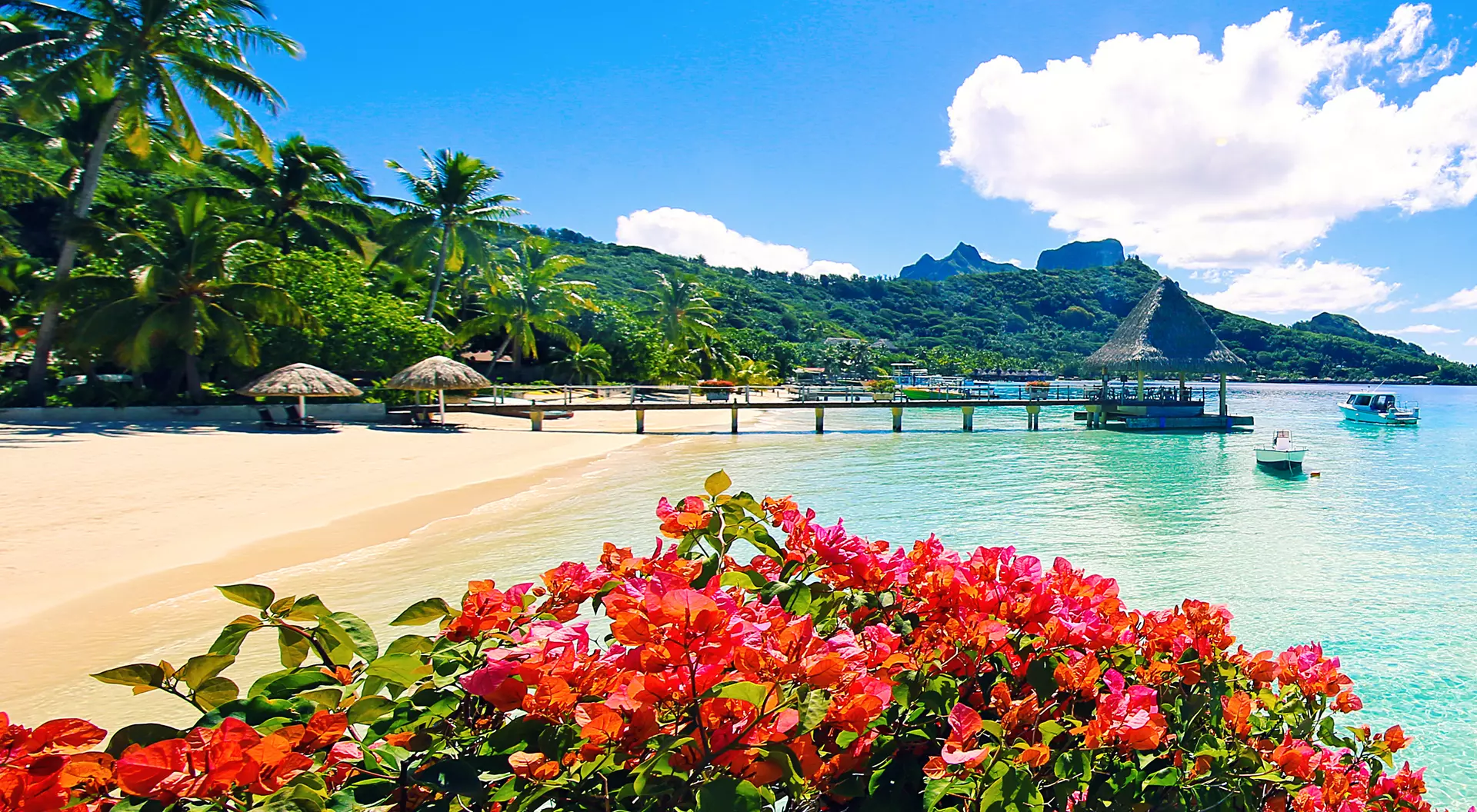 Beautiful flowers looking onto the ocean