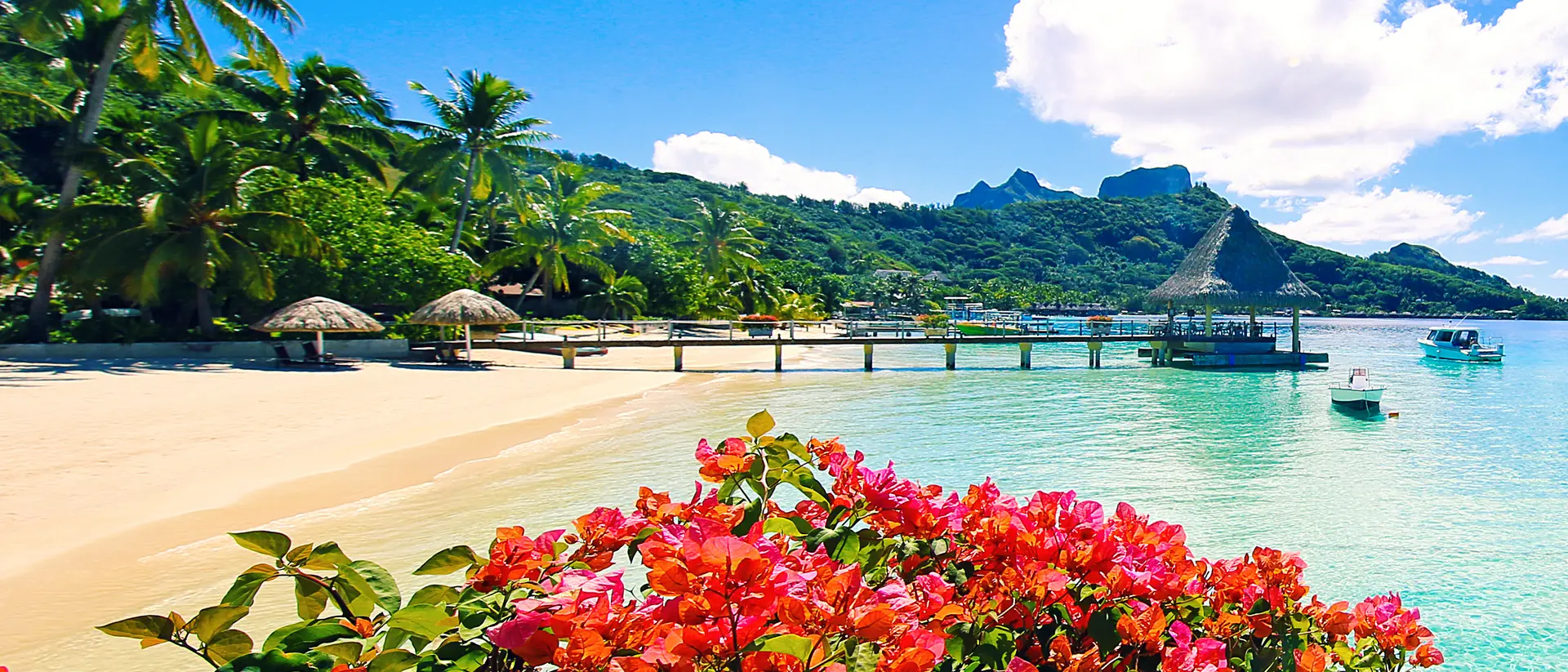Beautiful flowers looking onto the ocean