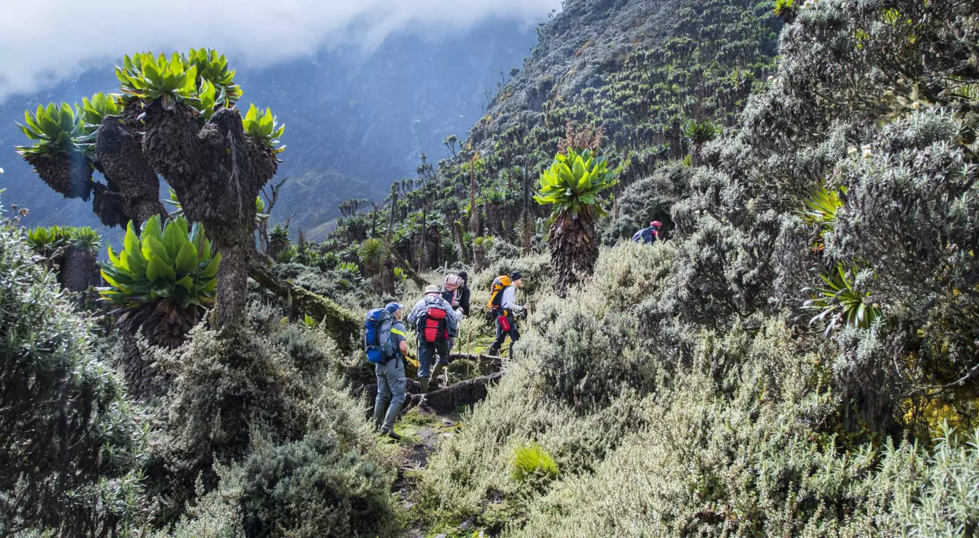 Hikers trekking through lush greenery in a mountainous landscape under a cloudy sky.