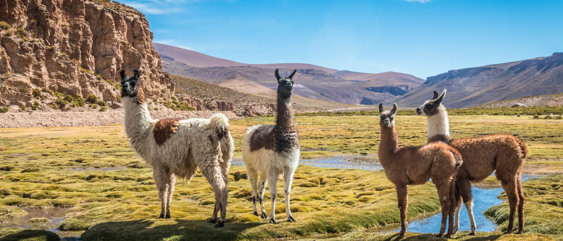 Sajama National Park Llamas at a high altitude Camelid in Sajama National Park, Bolivia