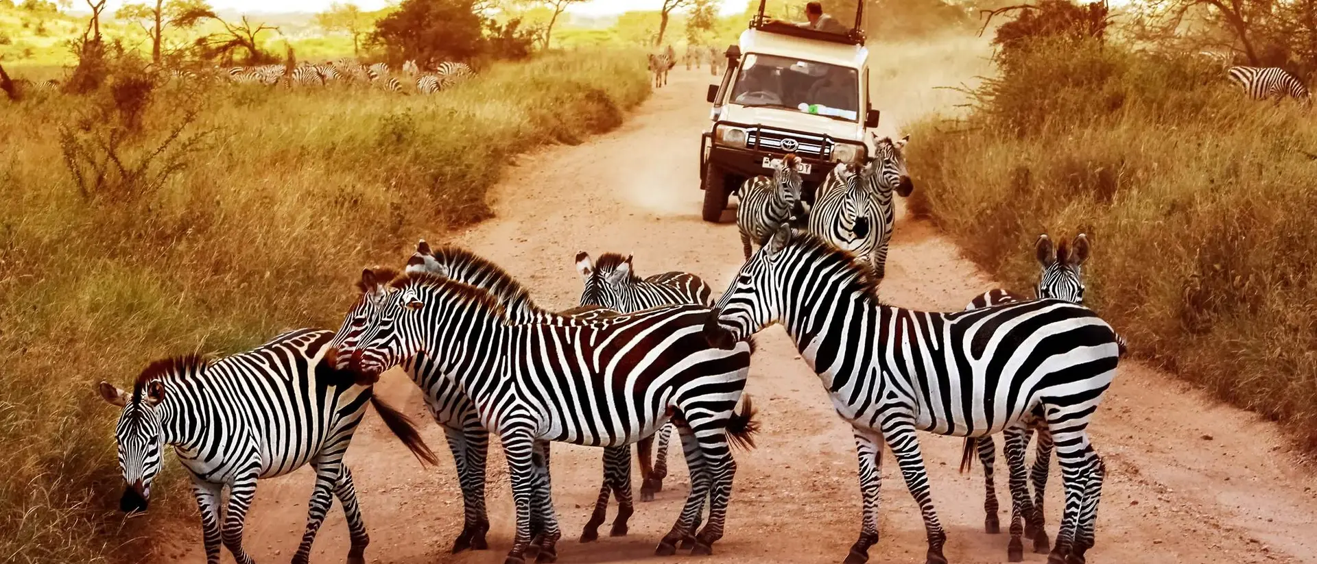 A group of zebras crossing a dirt road, with a safari vehicle in the background under a warm sunset.