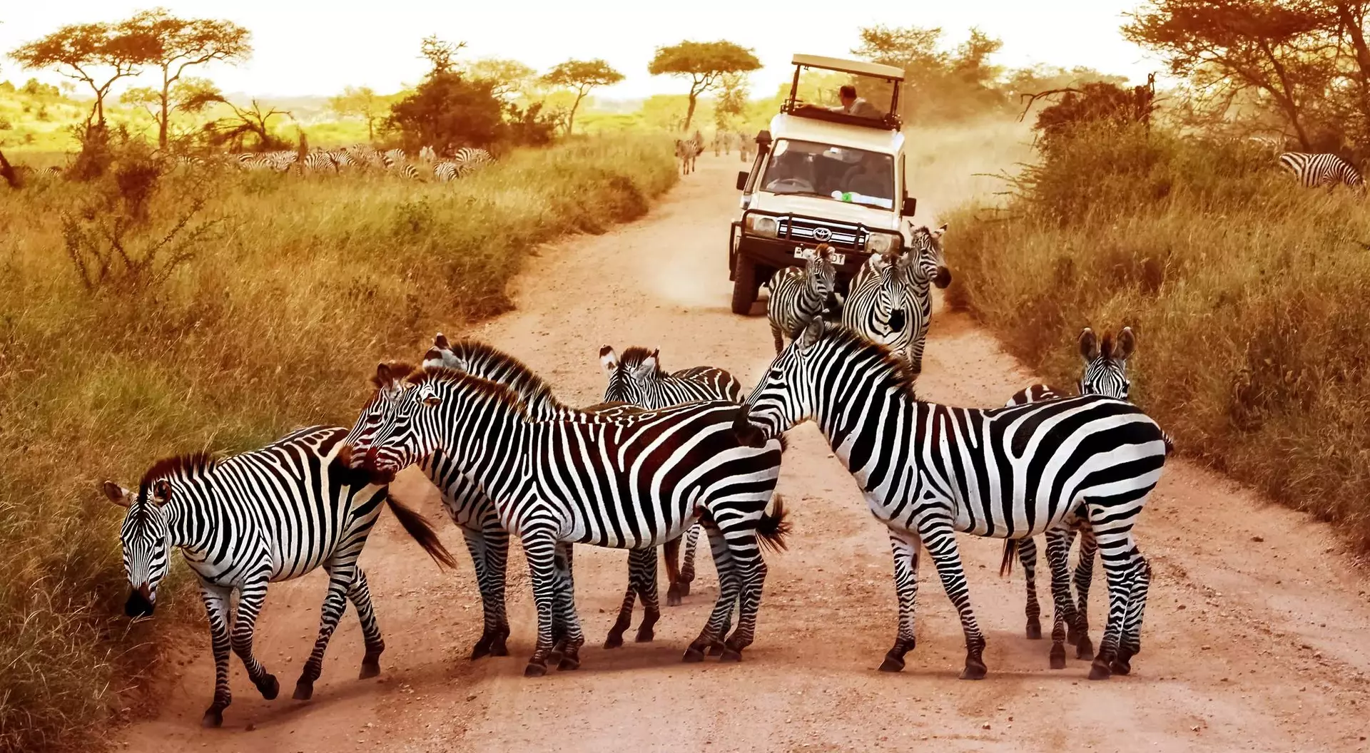 A group of zebras crossing a dirt road, with a safari vehicle in the background under a warm sunset.