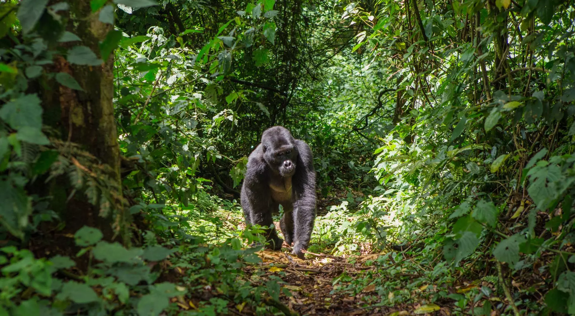 Dominant male mountain gorilla in rainforest.