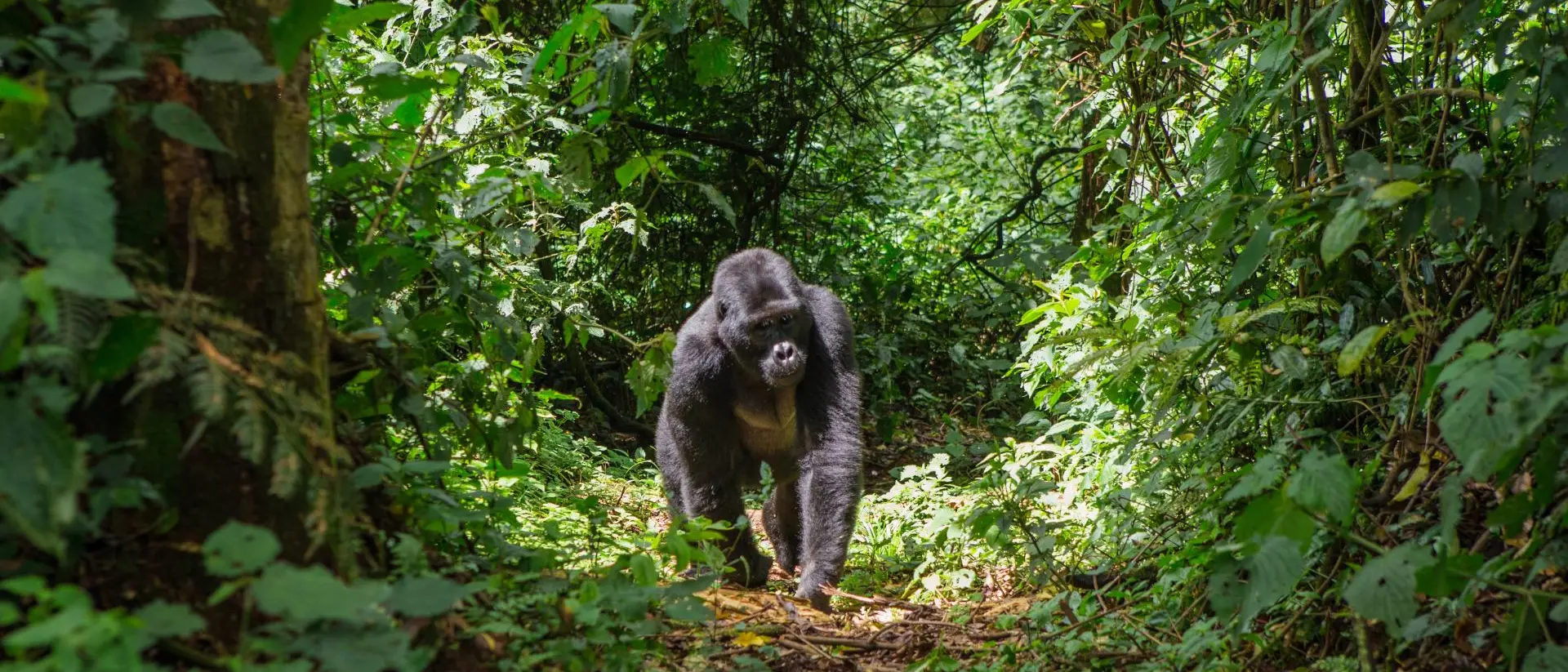 Dominant male mountain gorilla in rainforest.