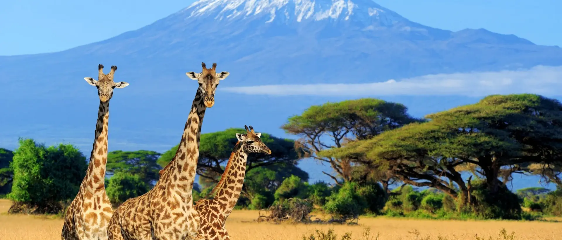 Three giraffes stand in golden grassland with Mount Kilimanjaro in the background under a clear blue sky.