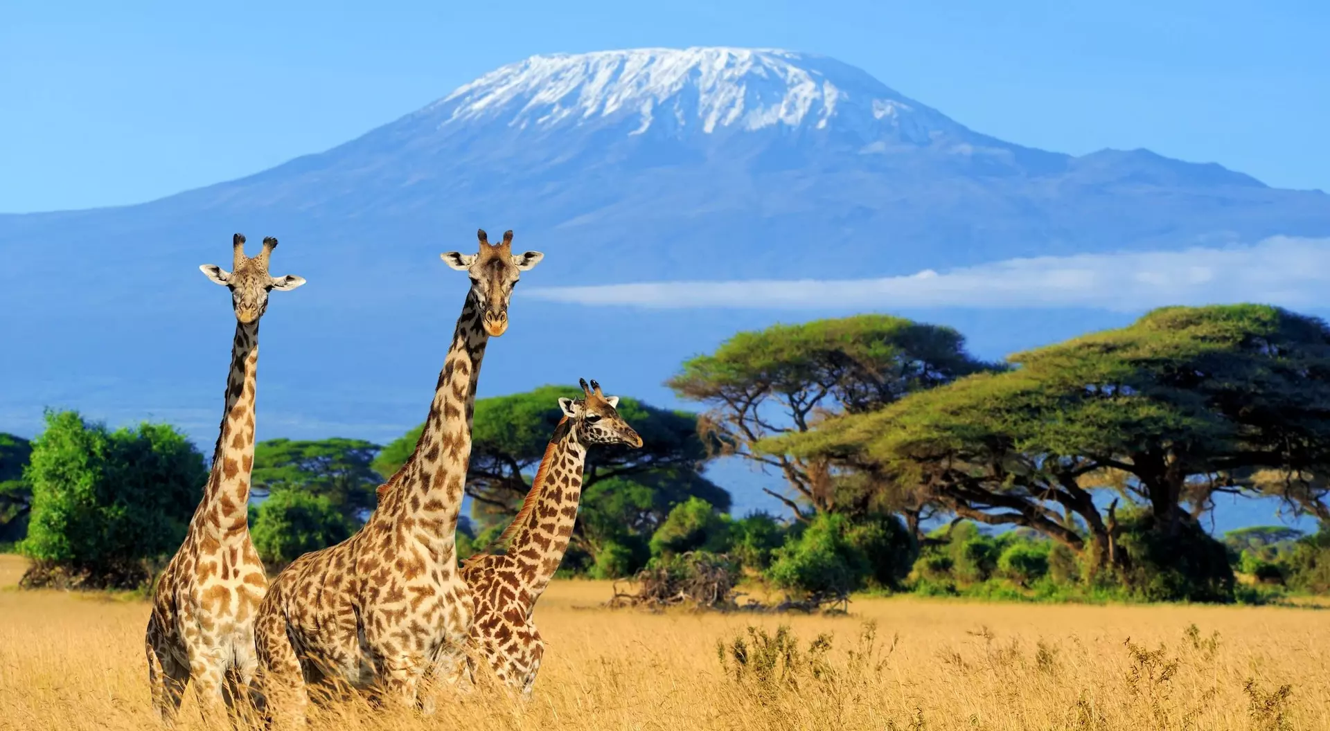 Three giraffes stand in golden grassland with Mount Kilimanjaro in the background under a clear blue sky.