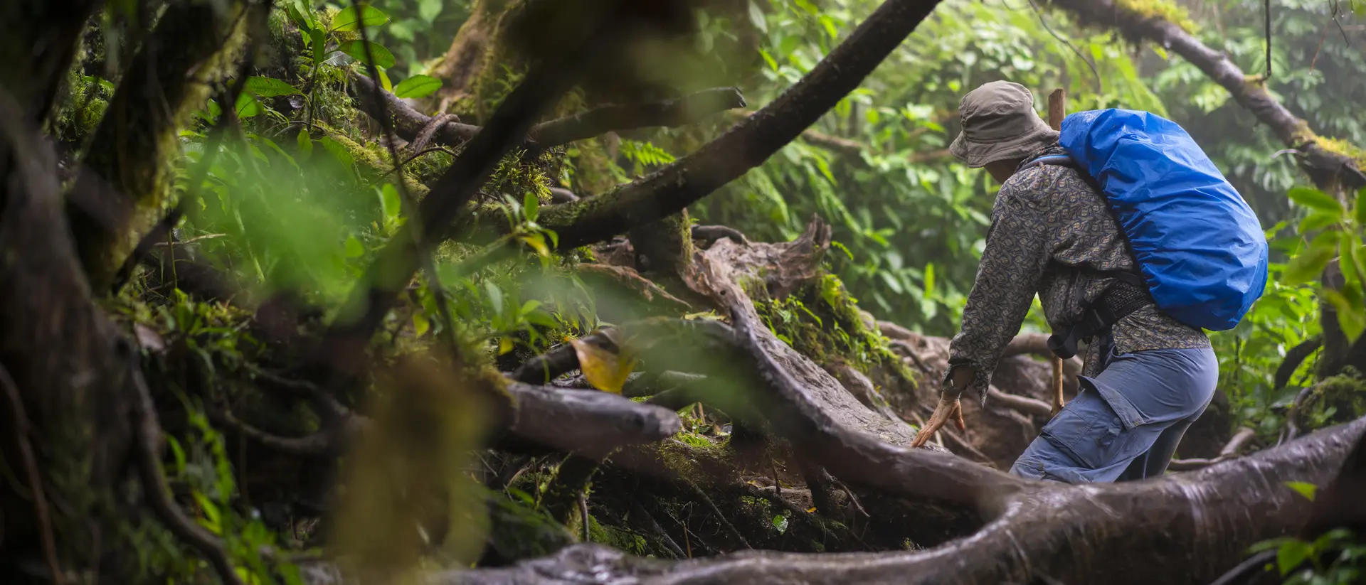 A person with a blue backpack navigates a dense, misty forest, stepping over large branches and thick vegetation.