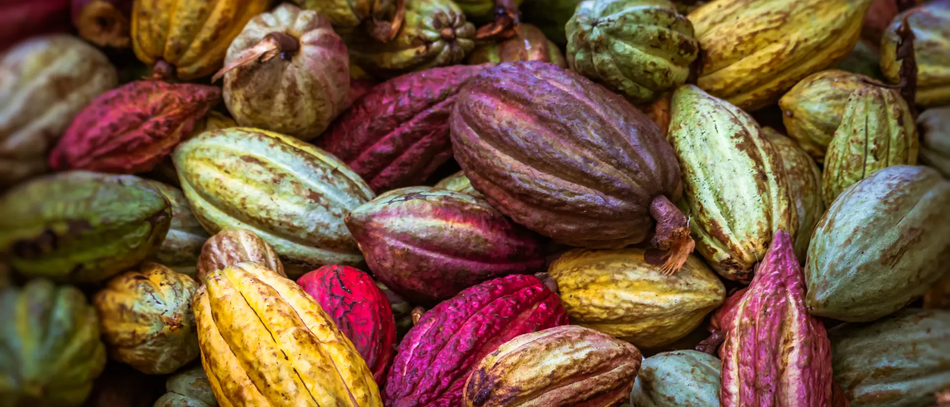 A colorful assortment of cacao pods in various shades of green, purple, pink, and yellow.
