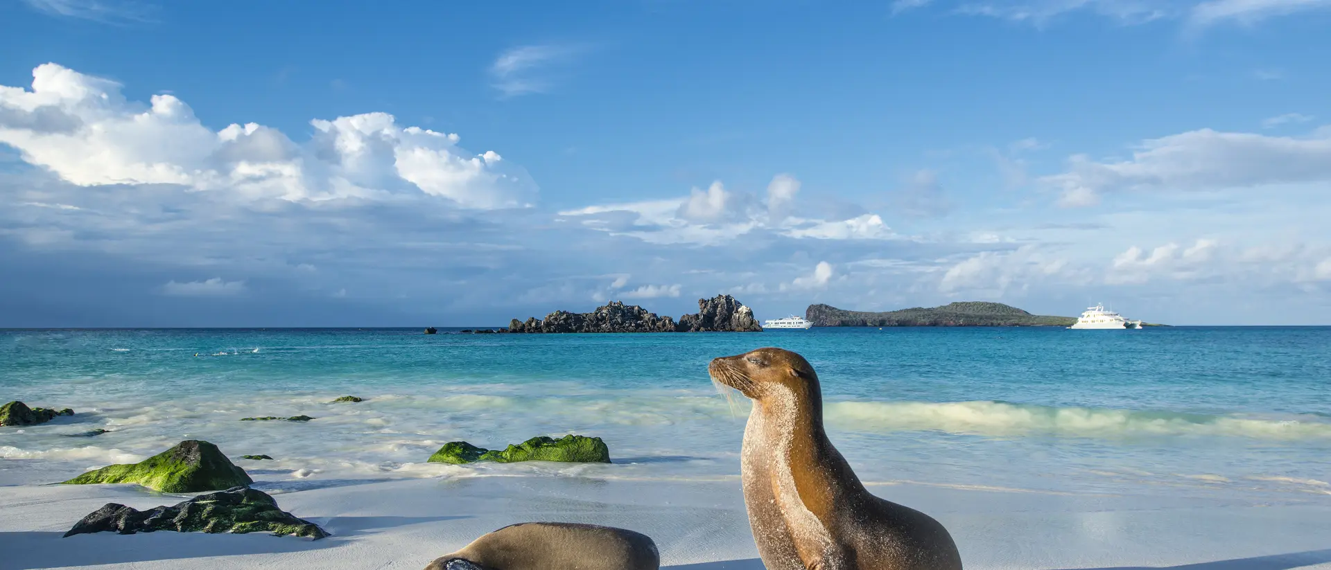 Espanola island, Galapagos Islands Galapagos sea lions (Zalophus wollebaeki) are sunbathing in the last sunlight at the beach of Espanola island, Galapagos Islands in the Pacific Ocean.