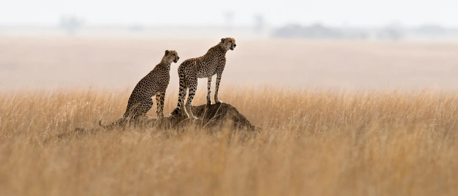 Samburu National Park Two cheetahs on a termite mound hunting behavior in the park