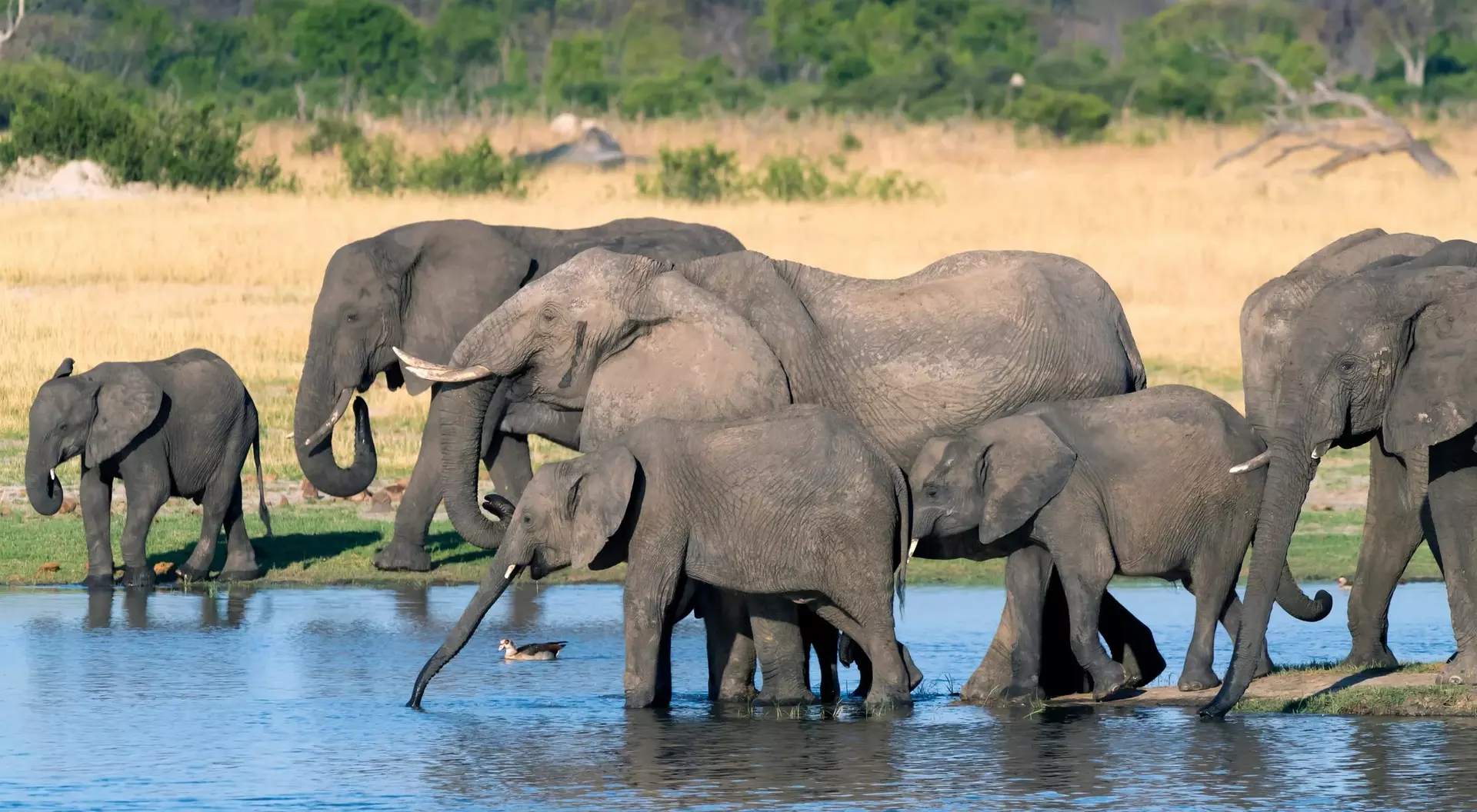 A group of elephants wading in a shallow river, surrounded by green grass and trees.