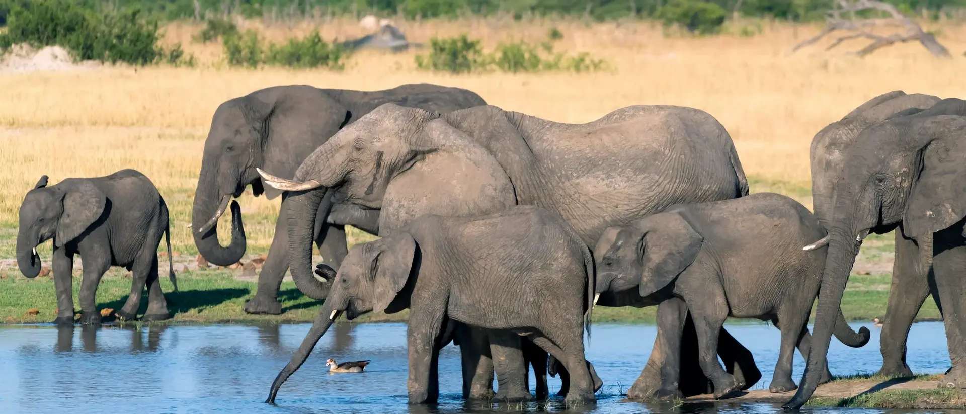 A group of elephants wading in a shallow river, surrounded by green grass and trees.