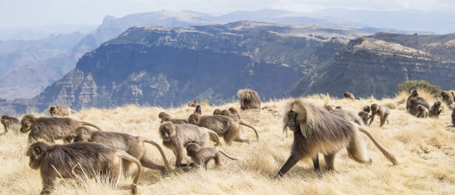 Baboons running through the plains of Semien Mountains National Park