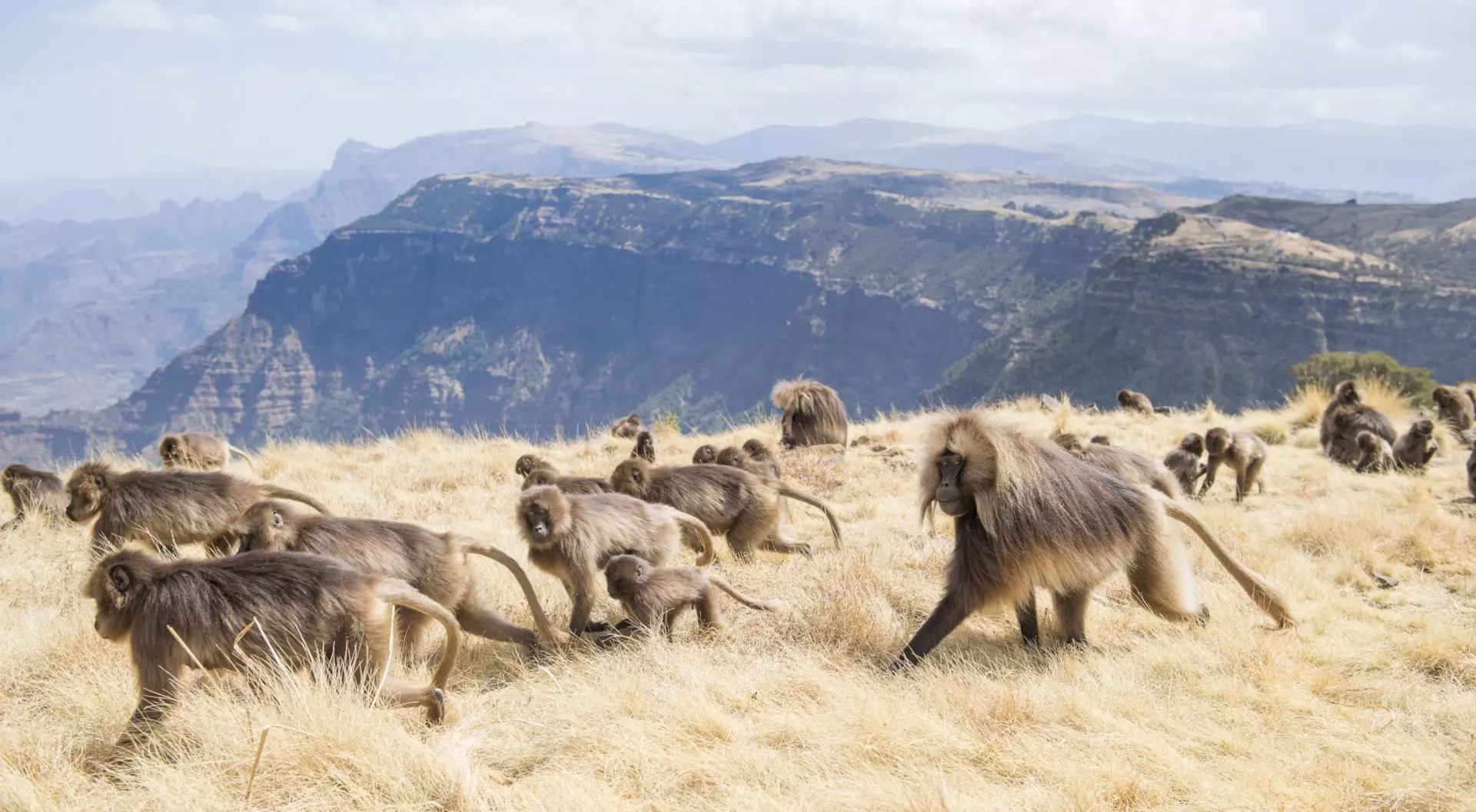 Baboons running through the plains of Semien Mountains National Park