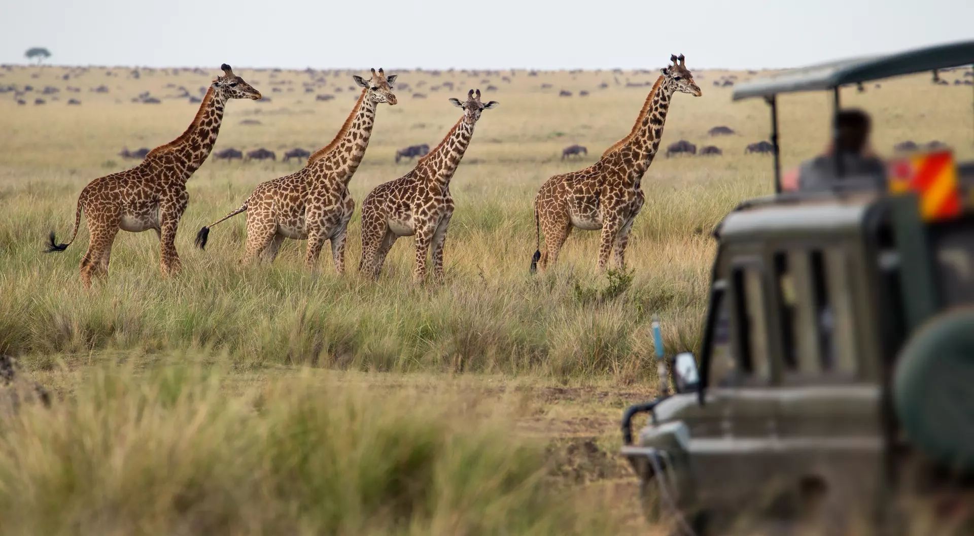 Four giraffes stand in tall grass near a safari vehicle in a savanna landscape.