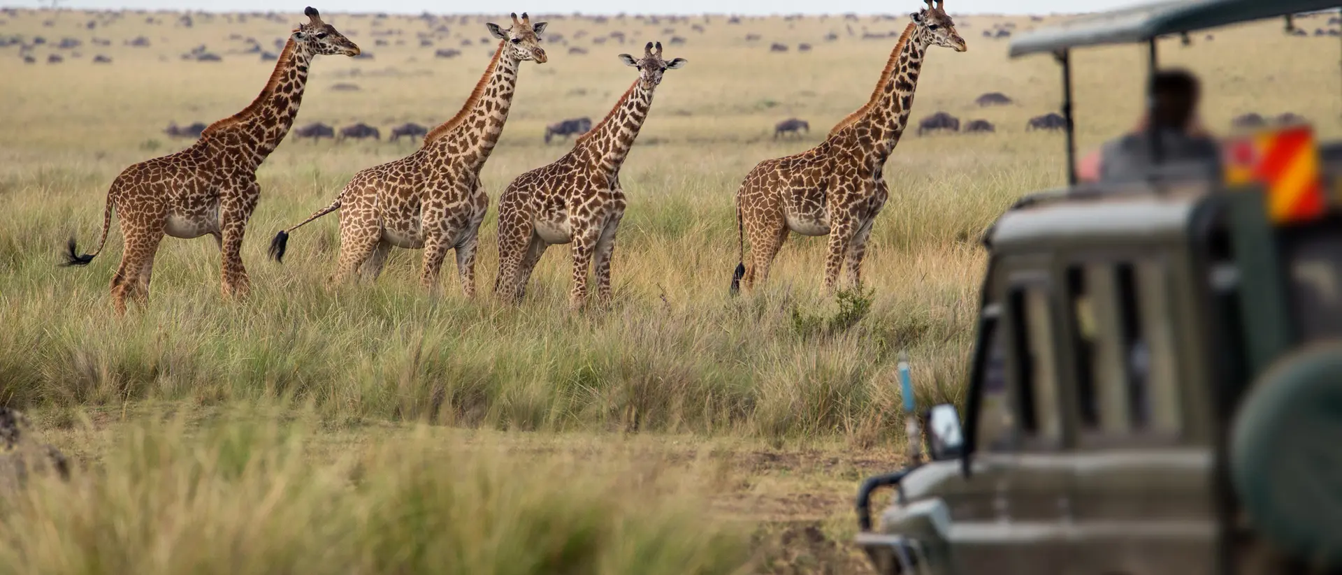 Four giraffes stand in tall grass near a safari vehicle in a savanna landscape.