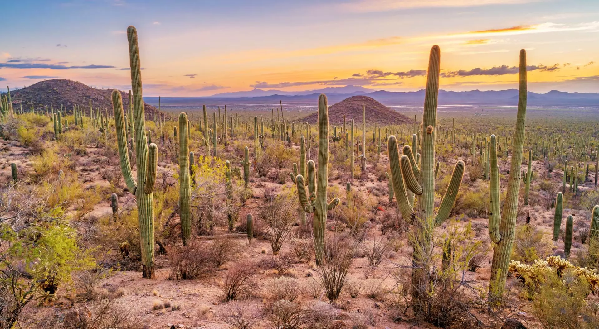 Saguaro National Park Saguaro cactus forest in Saguaro National Park, Arizona, USA during sunset.
