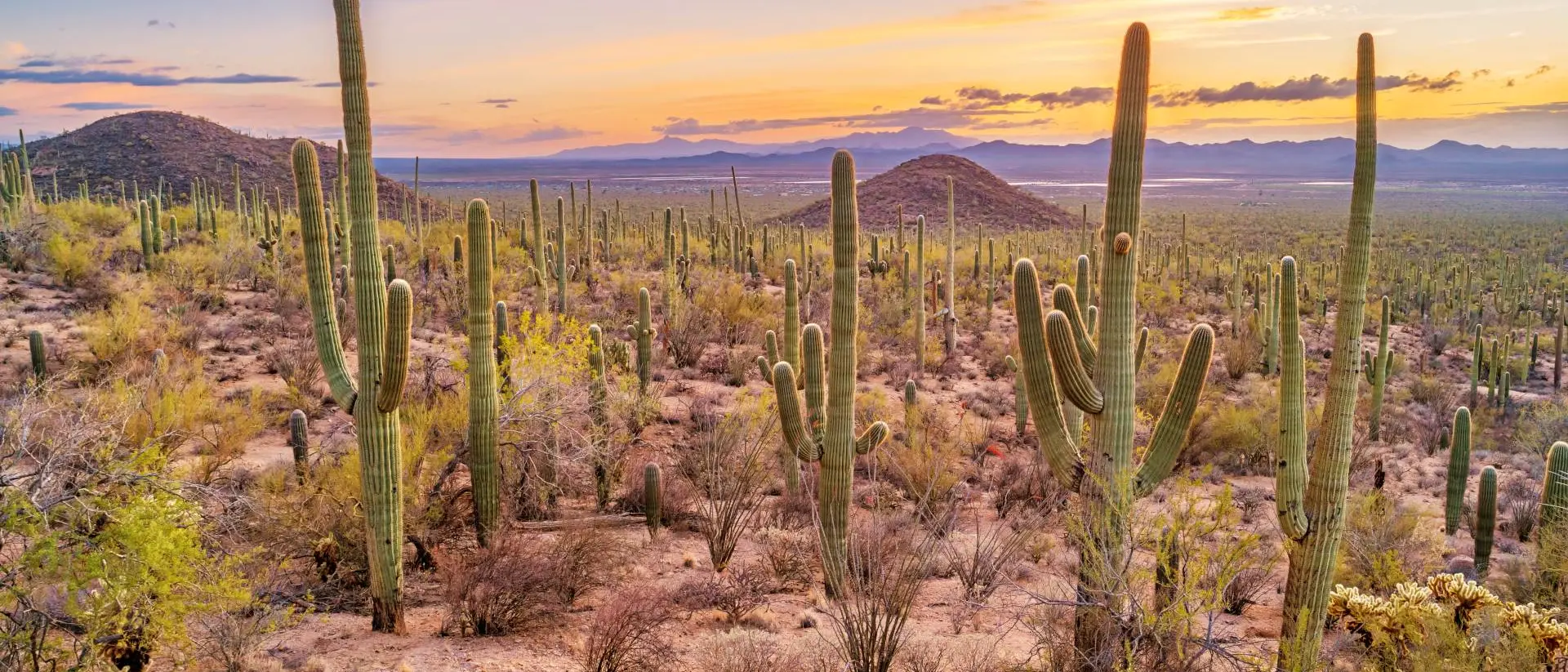 Saguaro National Park Saguaro cactus forest in Saguaro National Park, Arizona, USA during sunset.