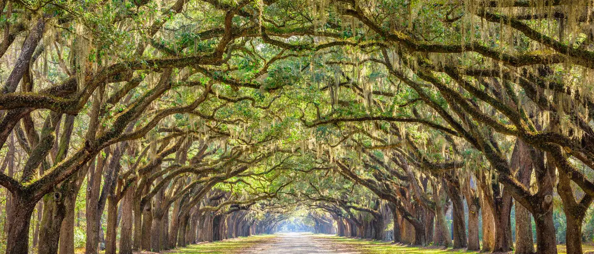 Savannah, Georgia, USA historic oak tree lined dirt road.