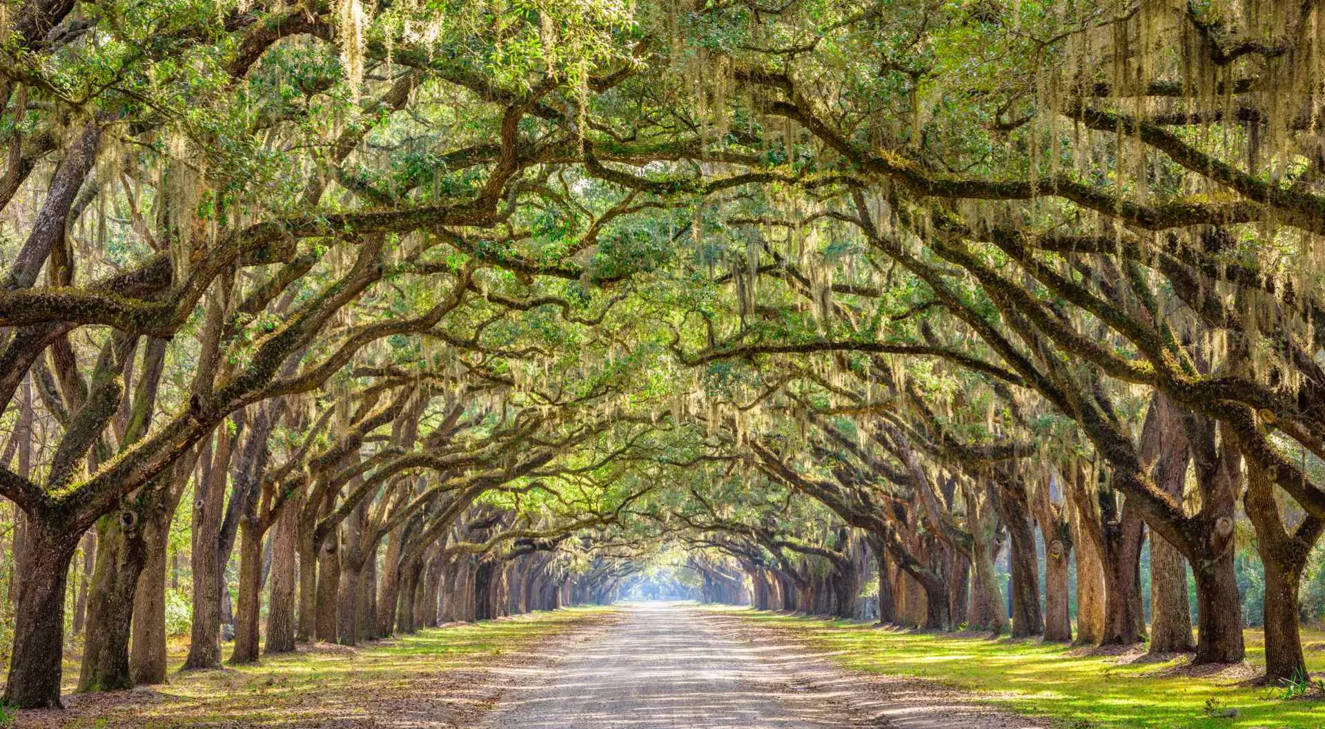 Savannah, Georgia Savannah, Georgia, USA historic oak tree lined dirt road.