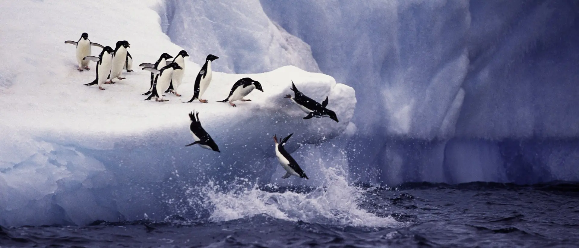 Paulette Island A group of Adelie Penguins jumps off a blue iceberg into the water off Paulette Island in Antarctica. Paulette Island