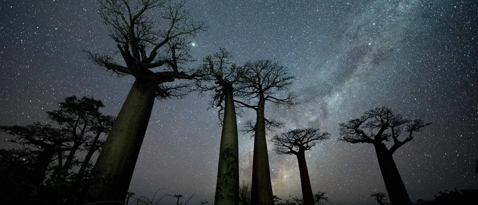Avenue of the Baobabs Milky Way at Avenue of the Baobabs