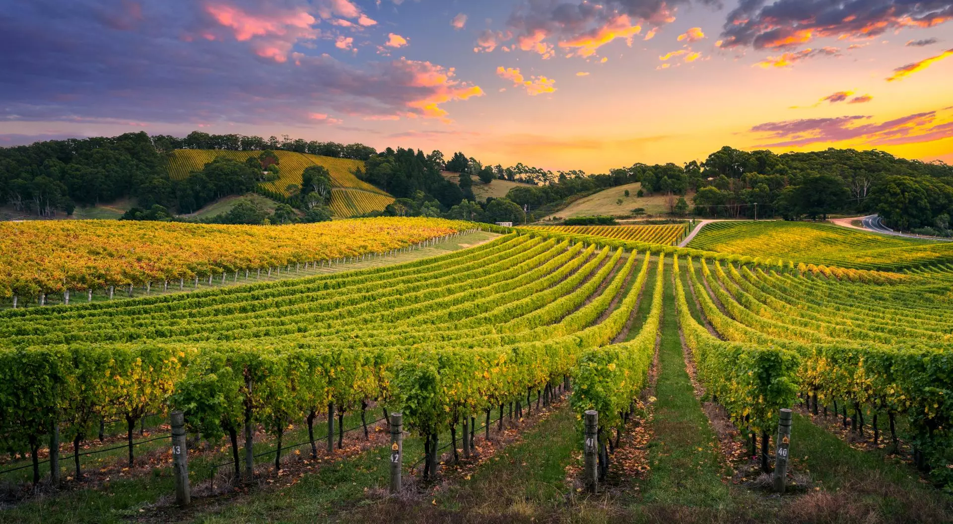 Beautiful Vineyard stretching over hills with colourful sky overhead