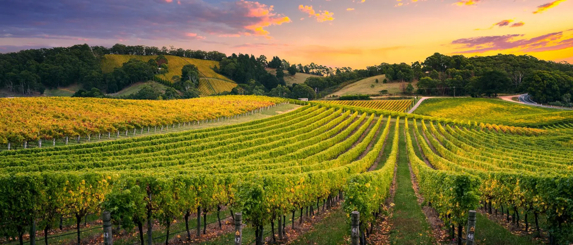 Barossa Valley, Adelaide Beautiful Vineyard stretching over hills with colourful sky overhead