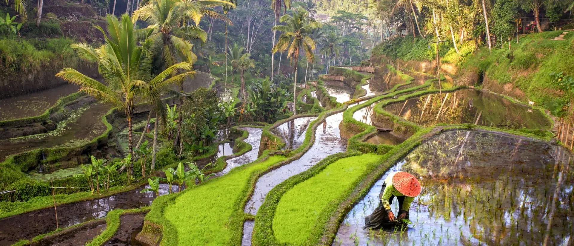 Rice field workers in Indonesia