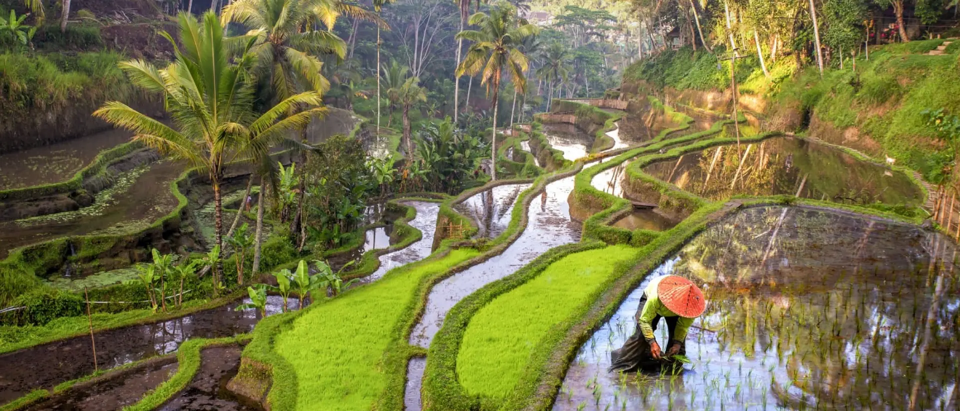 Rice field workers in Indonesia