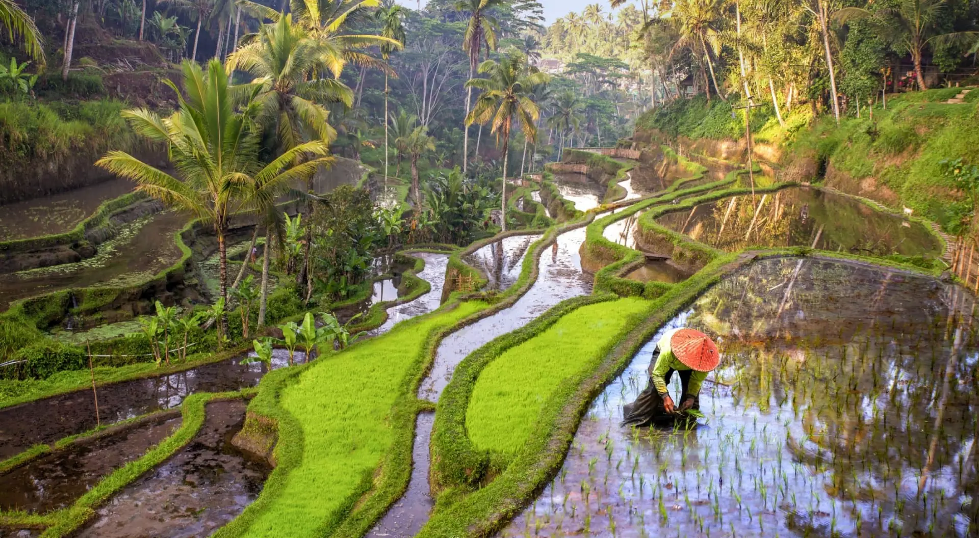 Rice field workers in Indonesia
