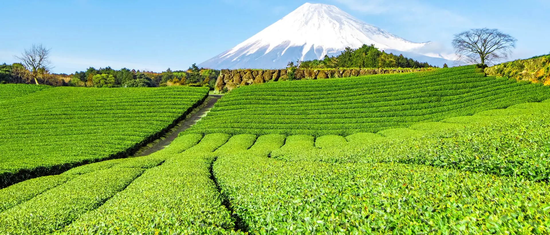 Fuji Mountain and Green Tea Plantation at Fujinomiya, Shizuoka, Japan