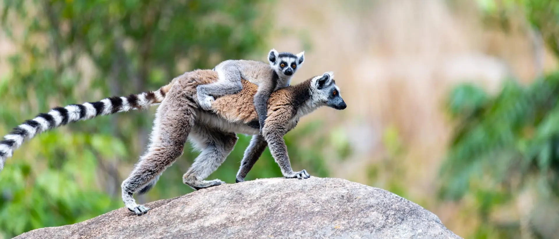Ring-tailed lemur with baby, Lemur catta