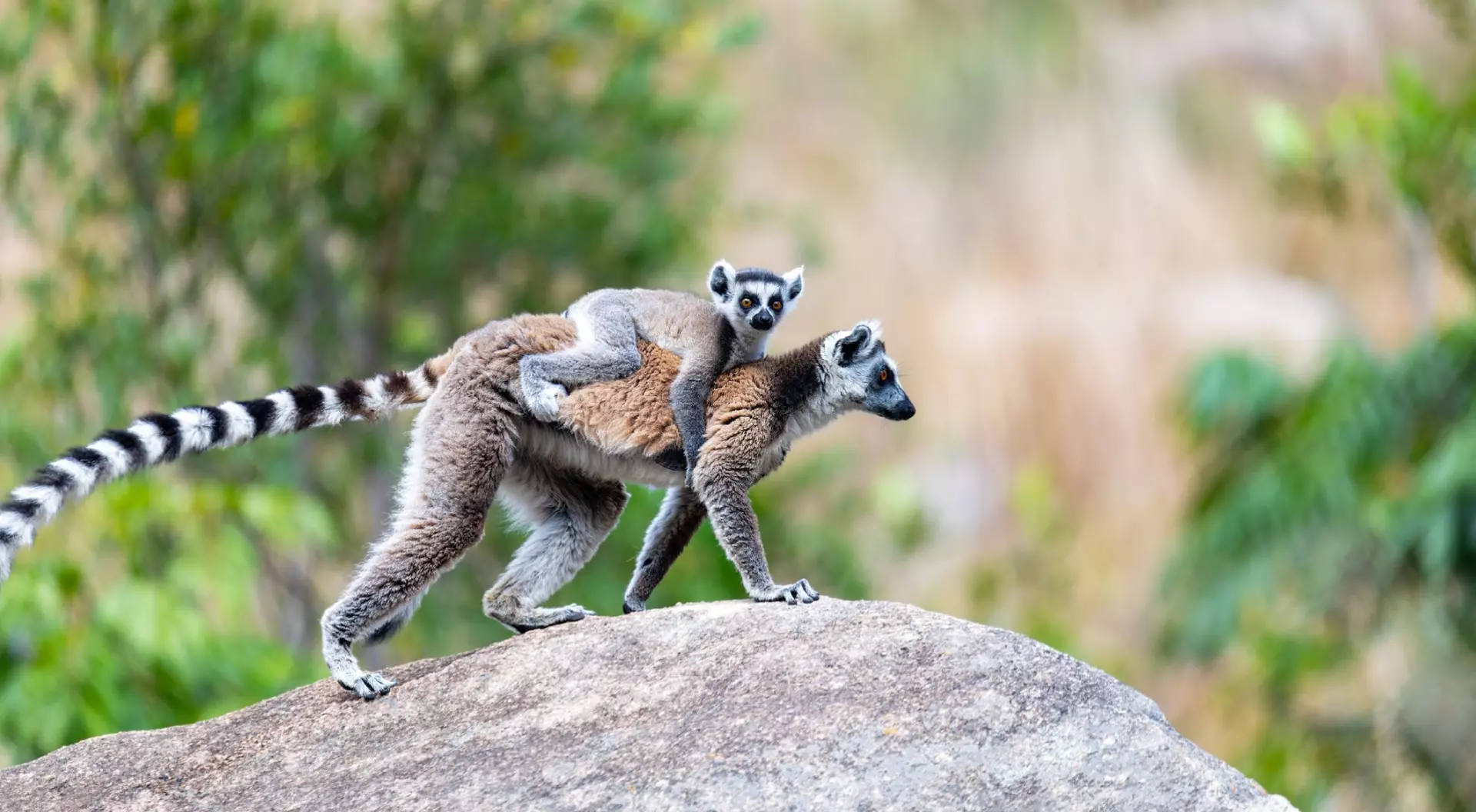 Ring-tailed lemur with baby, Lemur catta
