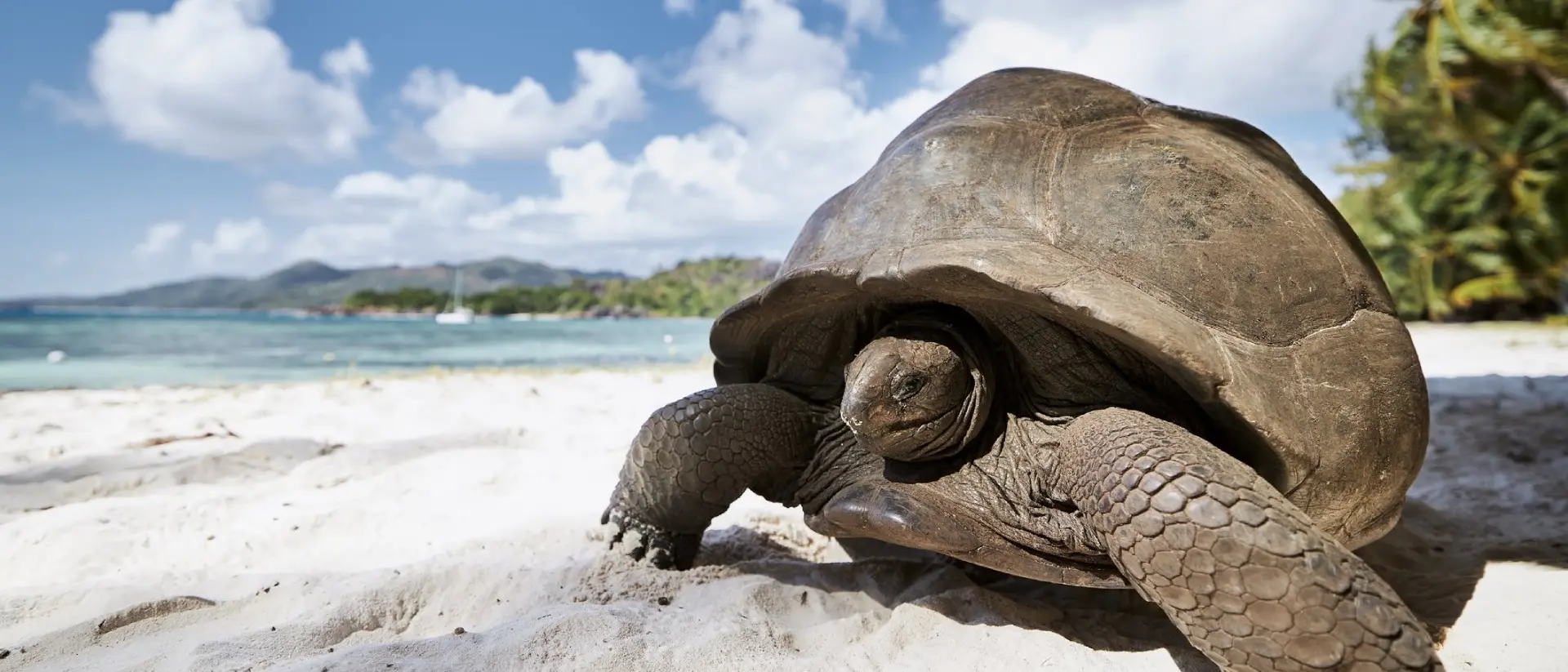 Aldabra giant tortoise on sand beach. Close-up view of turtle in Seychelles