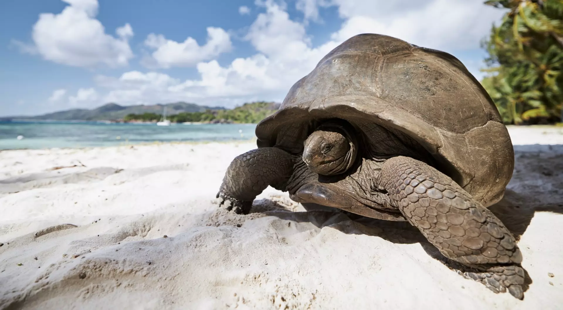 Aldabra giant tortoise on sand beach. Close-up view of turtle in Seychelles