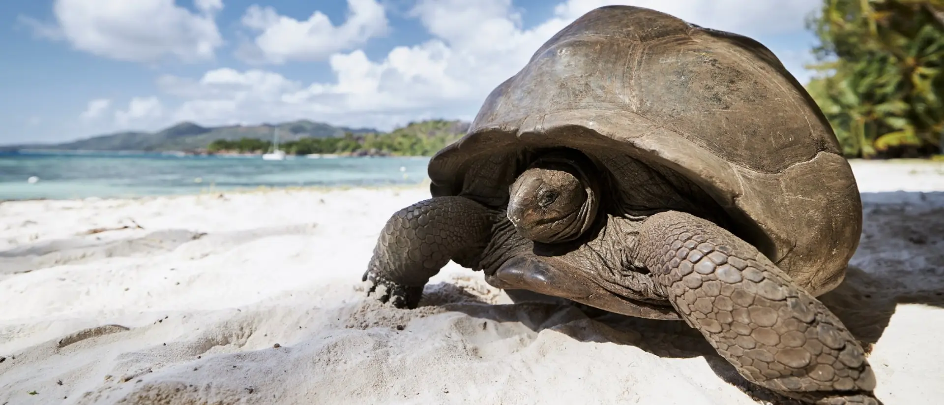 Aldabra giant tortoise on sand beach. Close-up view of turtle in Seychelles