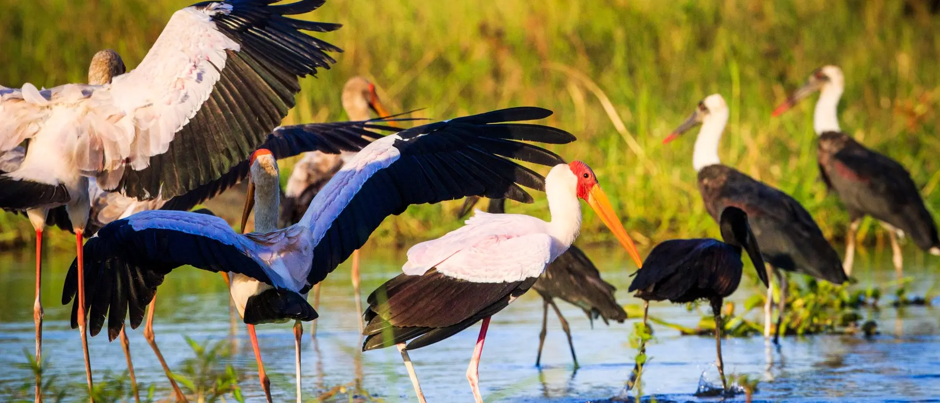 Yellow-billed storks in Liwonde N.P. - Malawi Yellow-billed storks in Liwonde N.P. - Malawi