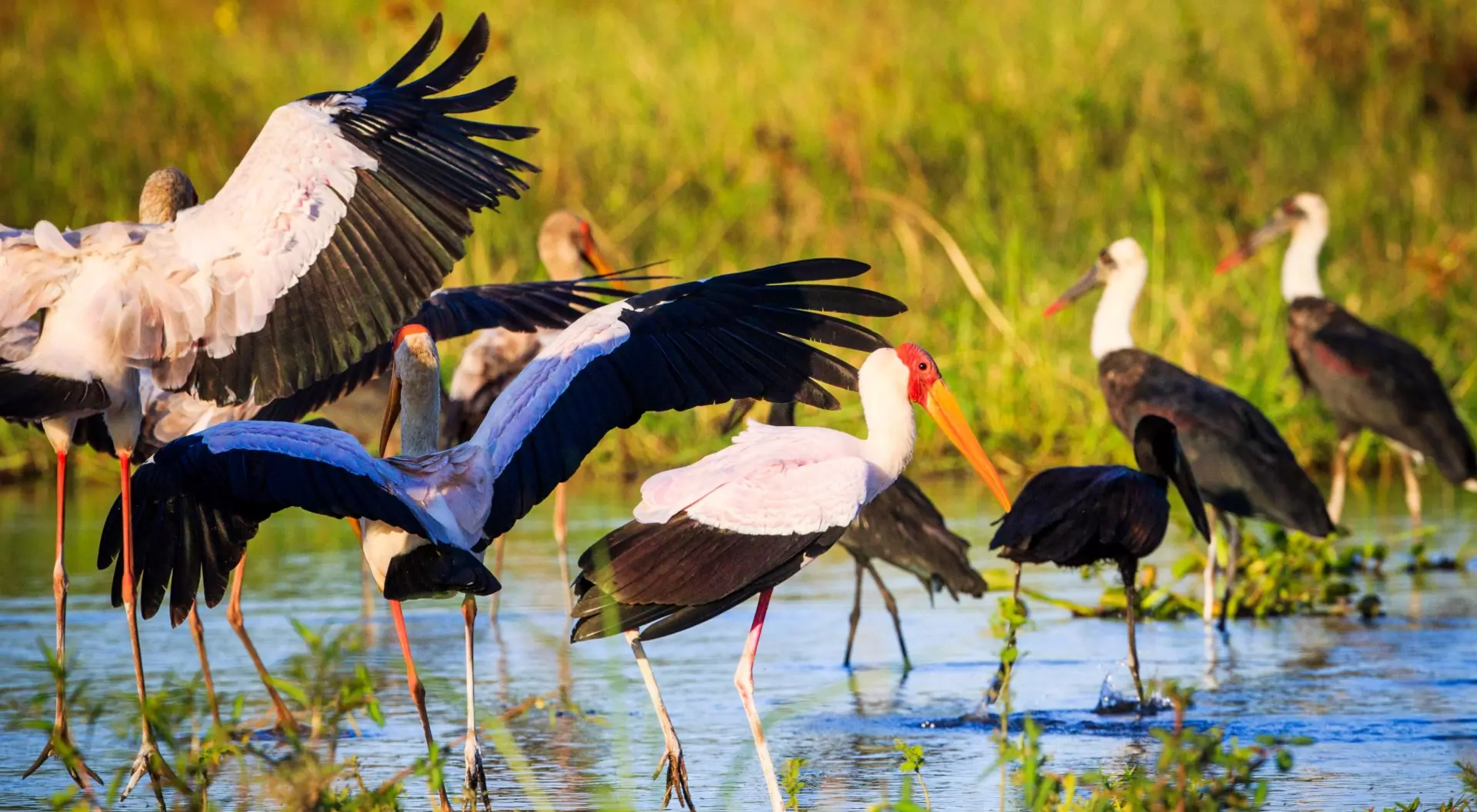 Yellow-billed storks in Liwonde N.P. - Malawi