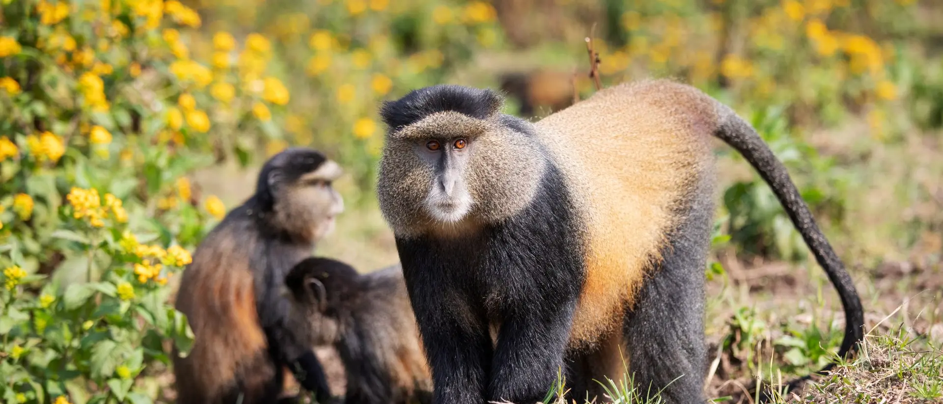 Golden monkeys - Volcanoes National Park Golden monkeys in Volcanoes National Park Rwanda