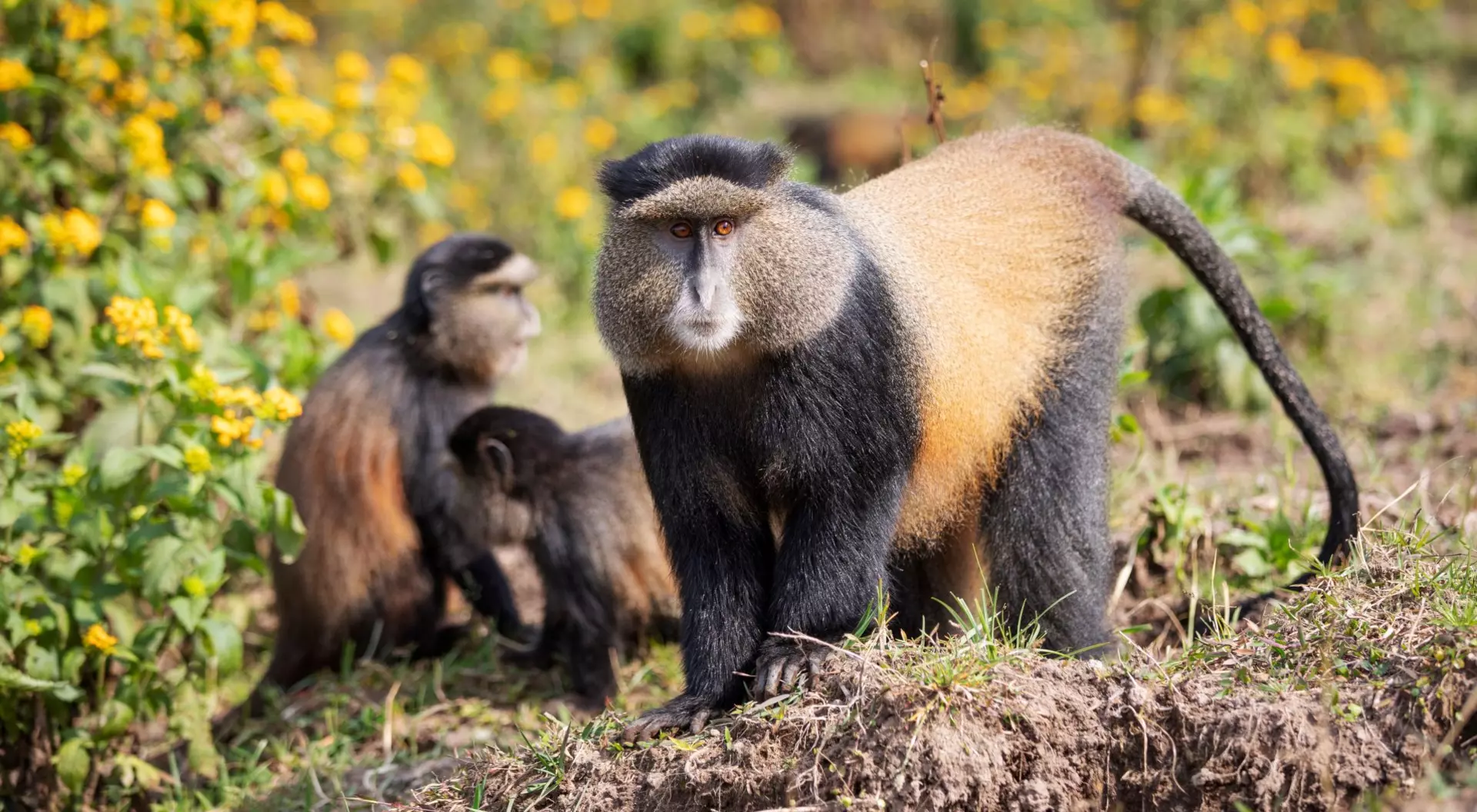 Golden monkeys - Volcanoes National Park Golden monkeys in Volcanoes National Park Rwanda